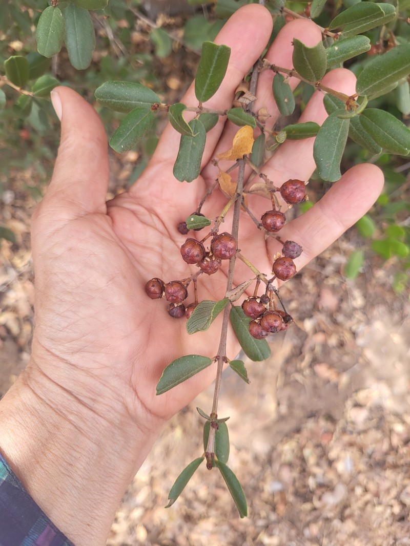 Ceanothus megacarpus var. insularis photo 6