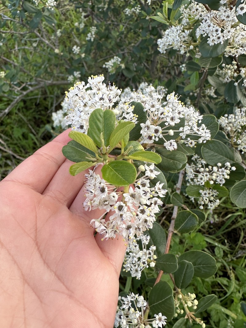 Ceanothus megacarpus var. insularis photo 7