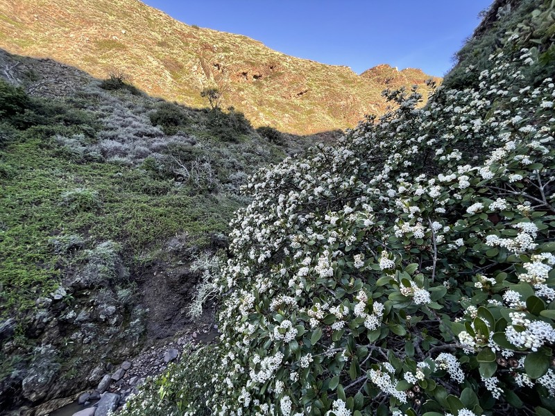 Ceanothus megacarpus var. insularis photo 8