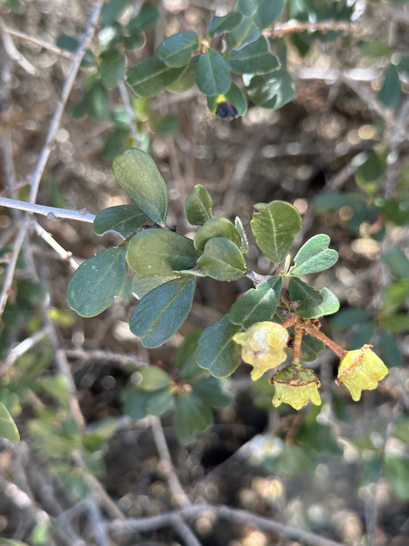 Ceanothus megacarpus var. megacarpus