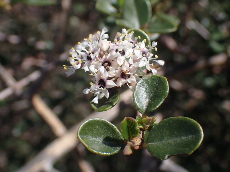 Ceanothus megacarpus var. megacarpus photo 2