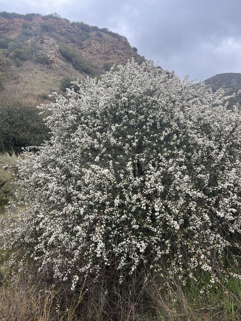 Ceanothus megacarpus var. megacarpus photo 4