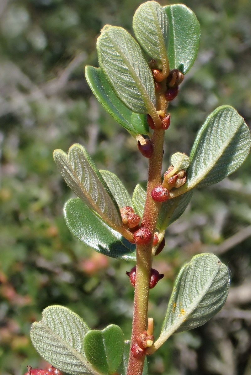 Ceanothus megacarpus var. megacarpus photo 6