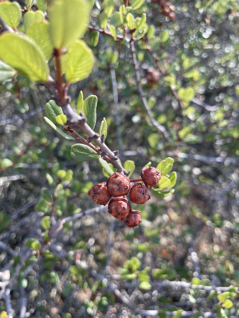 Ceanothus megacarpus var. megacarpus photo 8