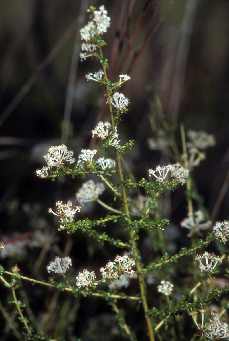 Littleleaf Buckbrush