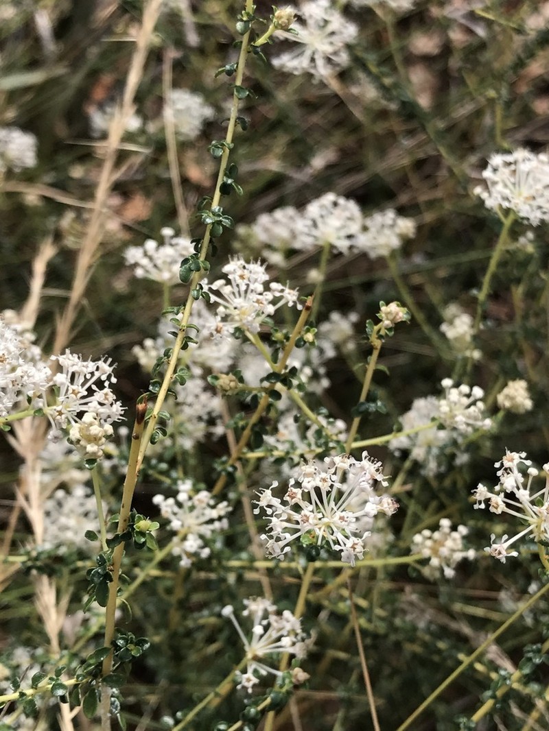 Littleleaf Buckbrush