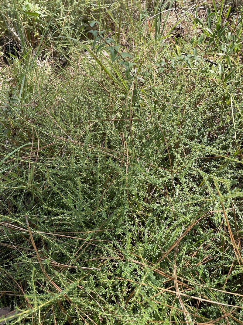 Littleleaf Buckbrush photo 2