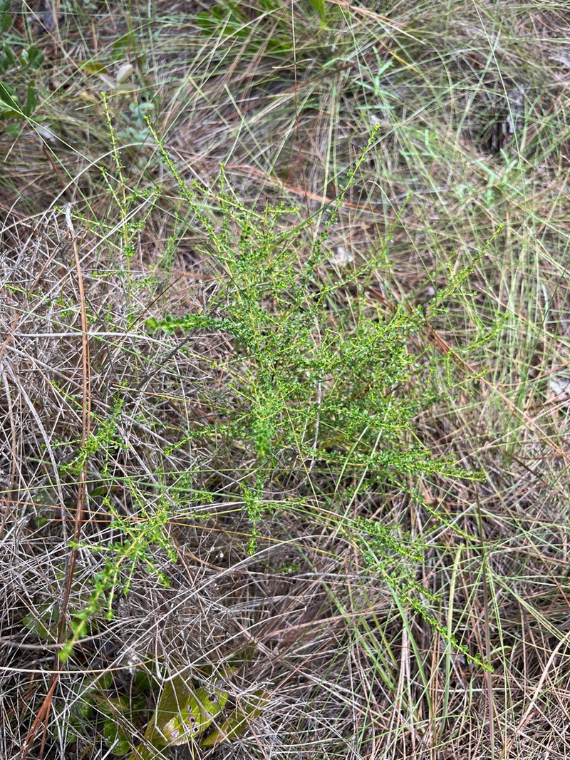 Littleleaf Buckbrush photo 3