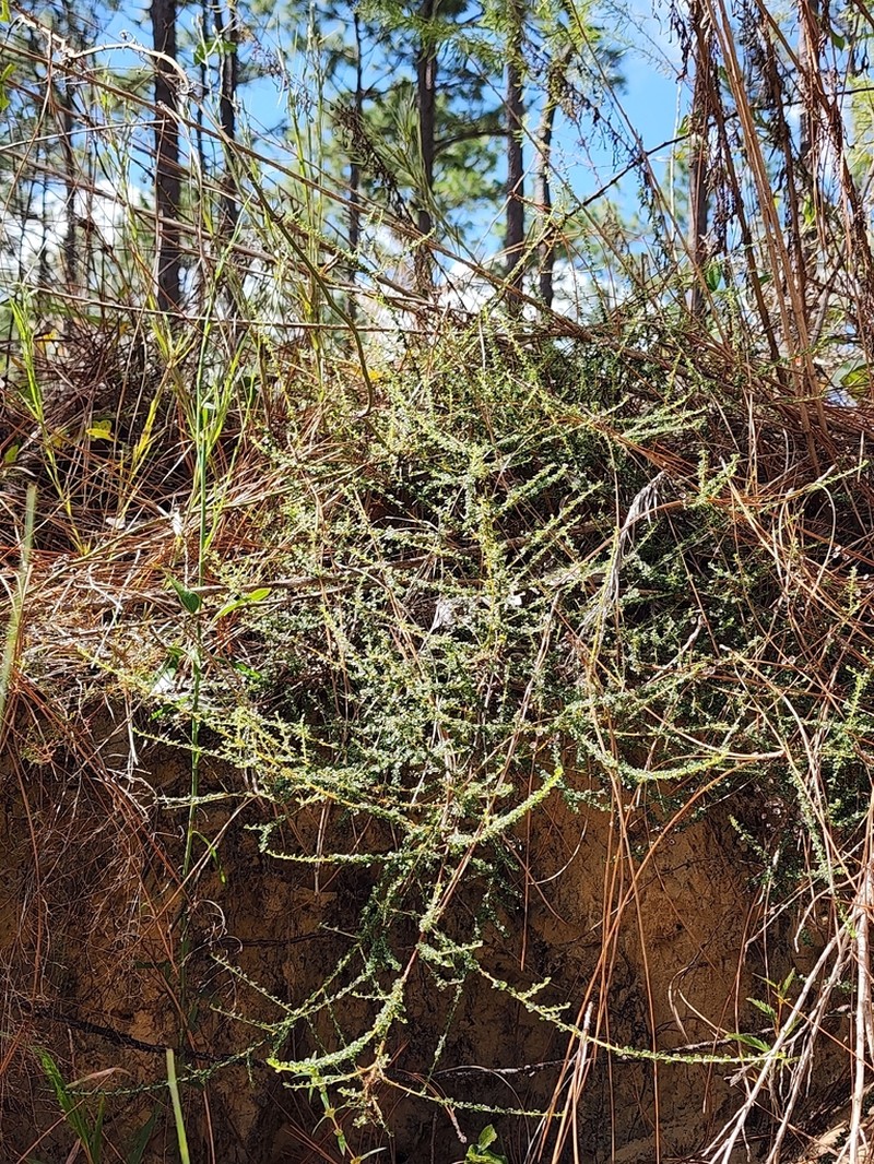 Littleleaf Buckbrush photo 4