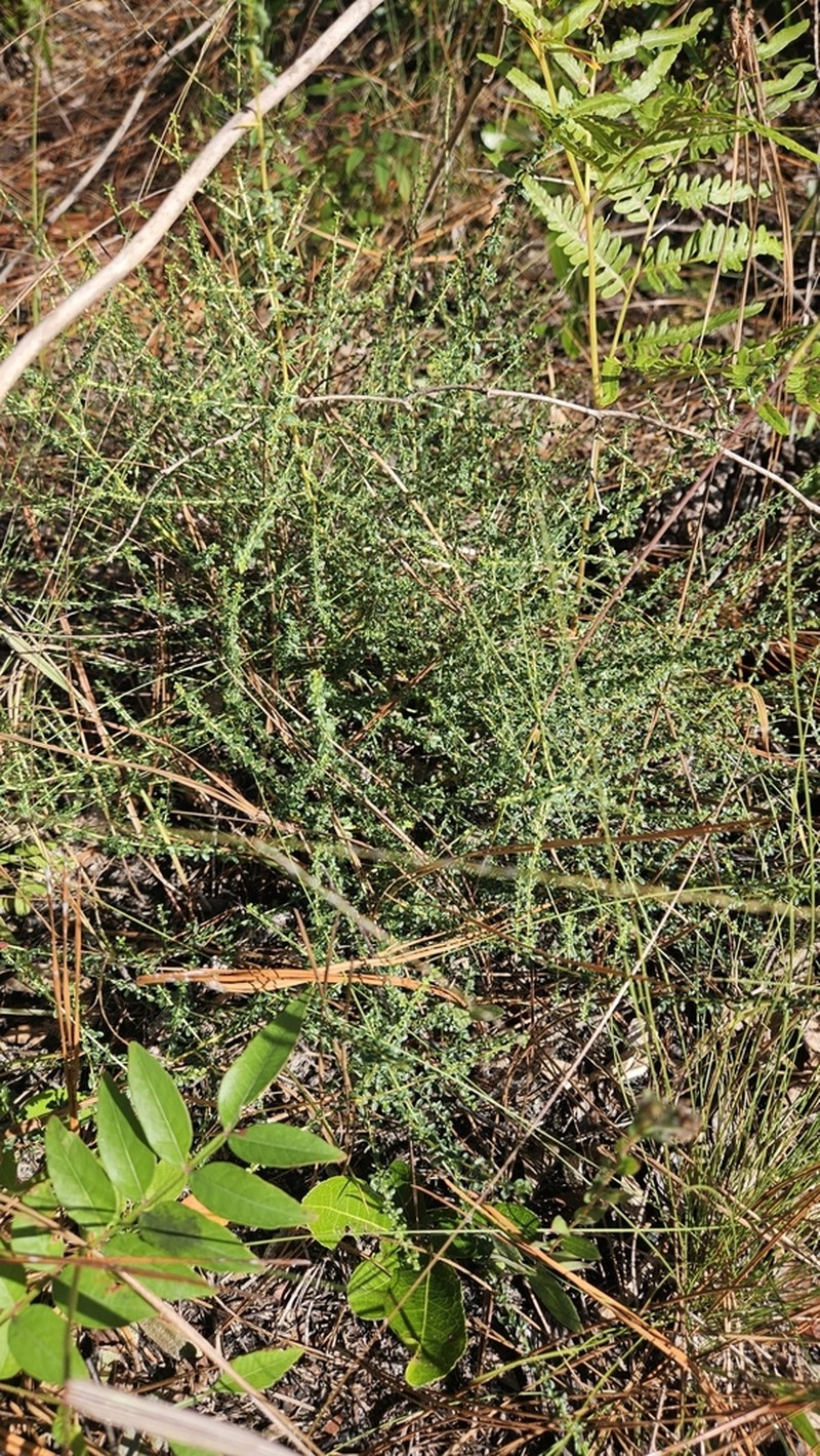 Littleleaf Buckbrush photo 5