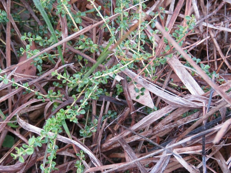 Littleleaf Buckbrush photo 6