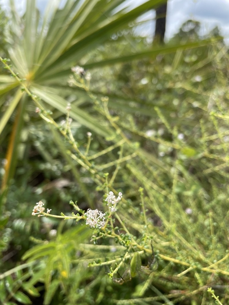 Littleleaf Buckbrush photo 7