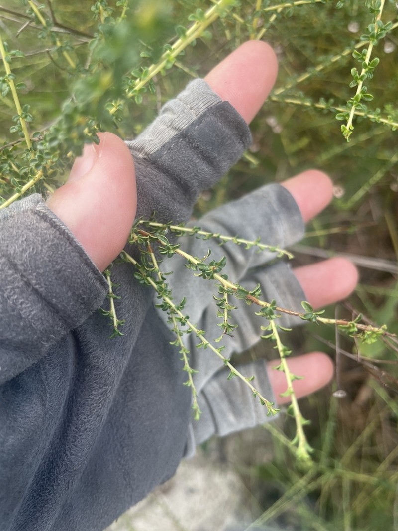 Littleleaf Buckbrush photo 8