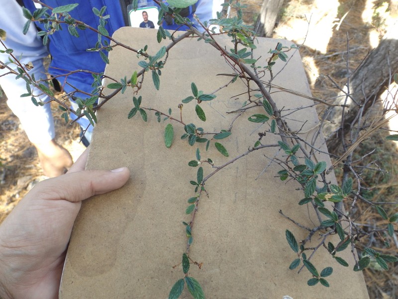 Ceanothus ochraceus