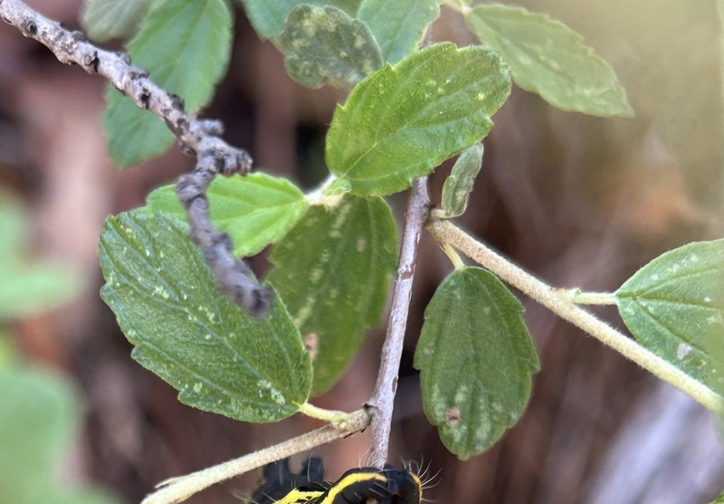 Ceanothus ochraceus photo 2