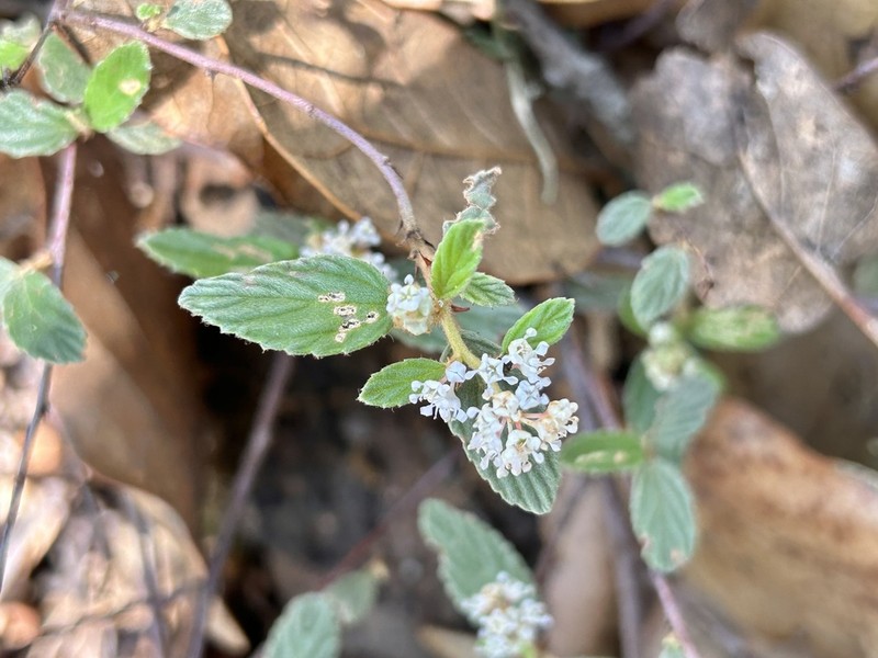 Ceanothus ochraceus photo 3