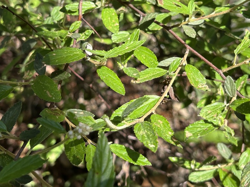 Ceanothus ochraceus photo 4