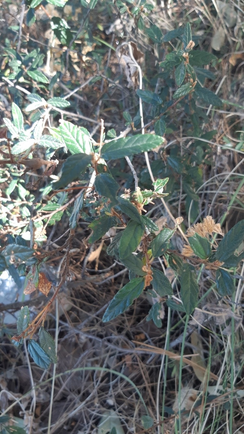 Ceanothus ochraceus photo 5