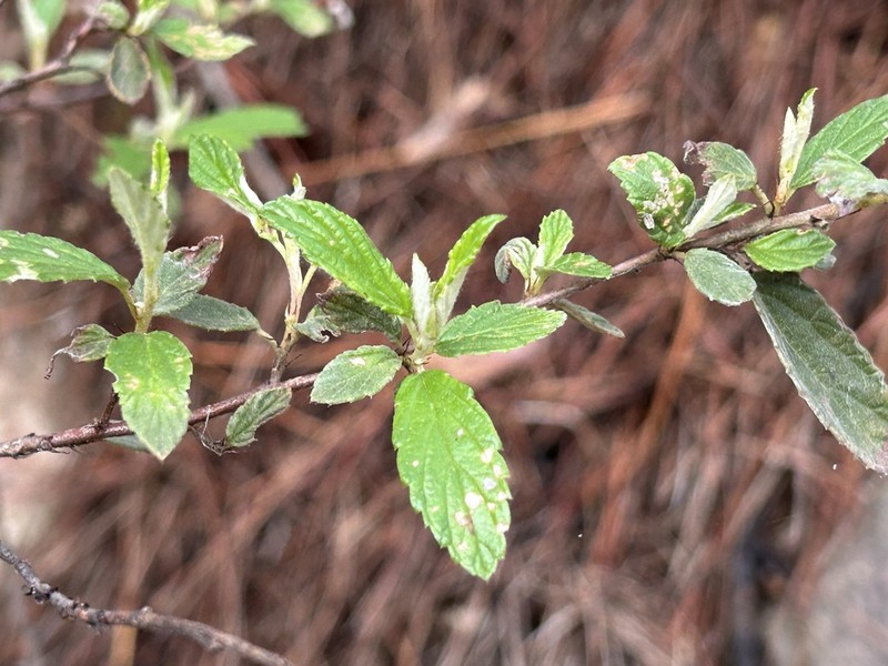 Ceanothus ochraceus photo 6