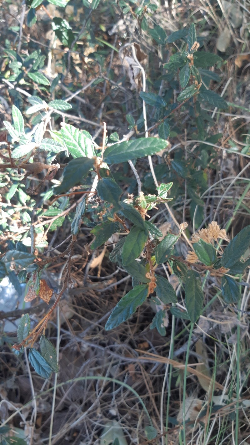 Ceanothus ochraceus photo 8