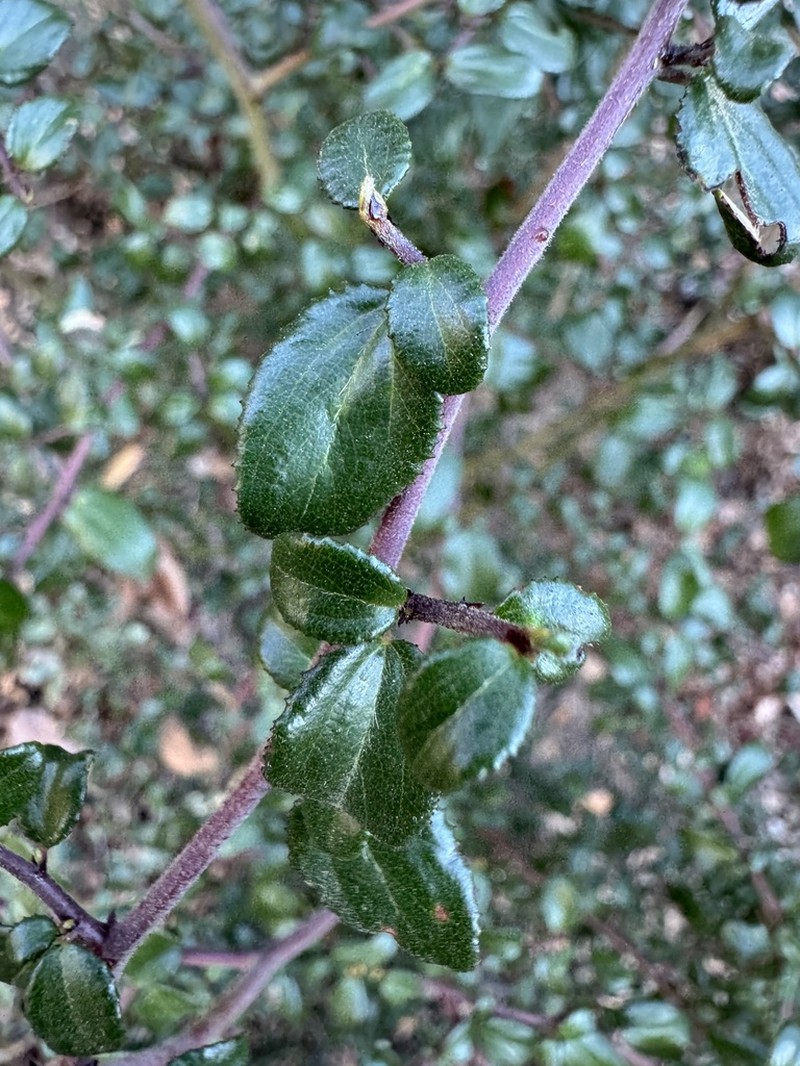 Hairy Ceanothus photo 2