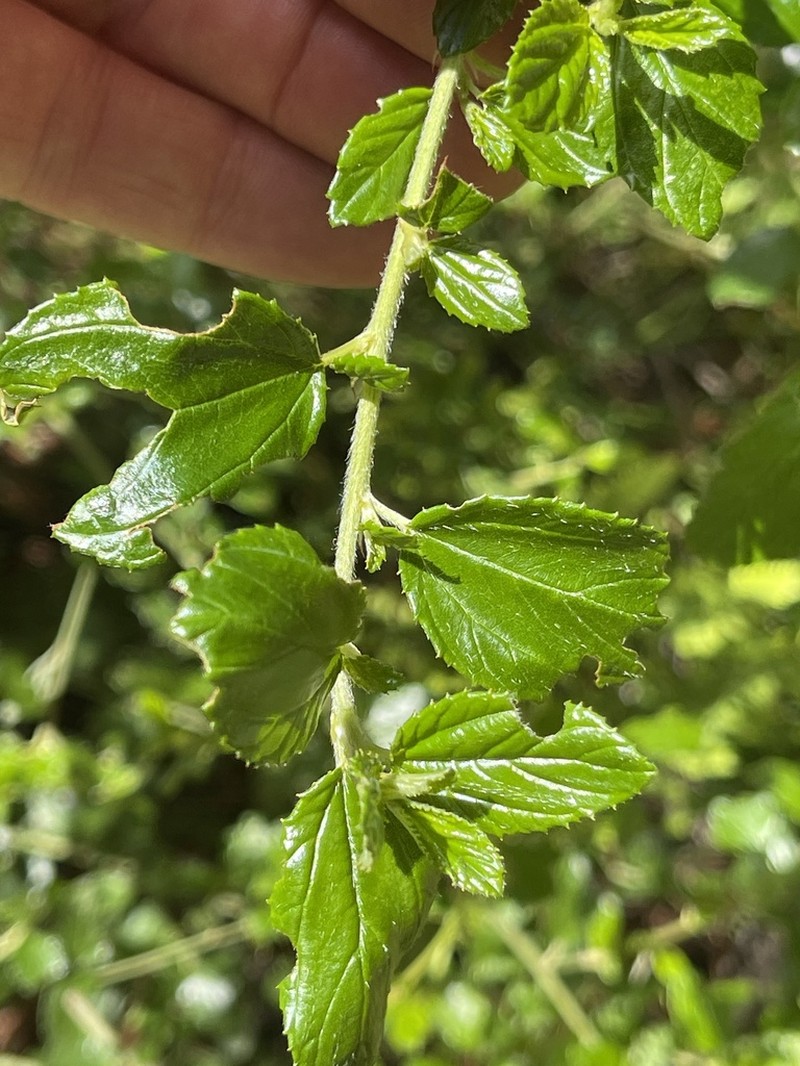 Hairy Ceanothus photo 3