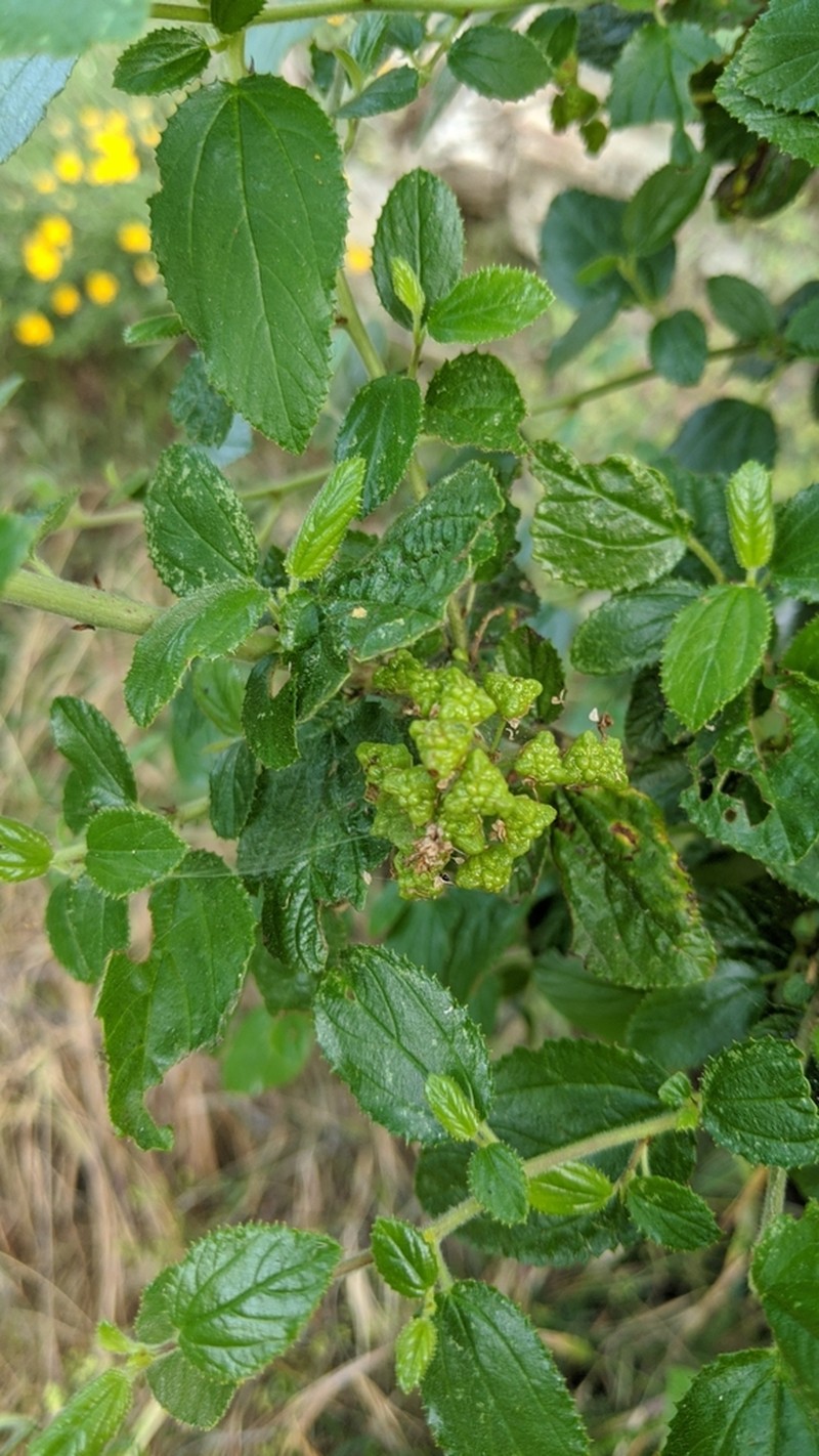 Hairy Ceanothus photo 4