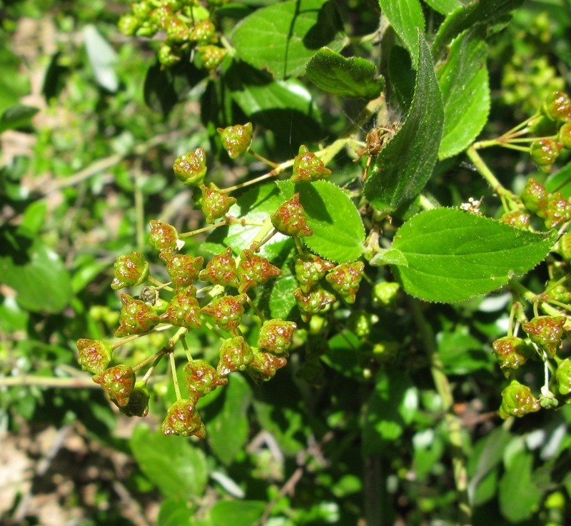 Hairy Ceanothus photo 5