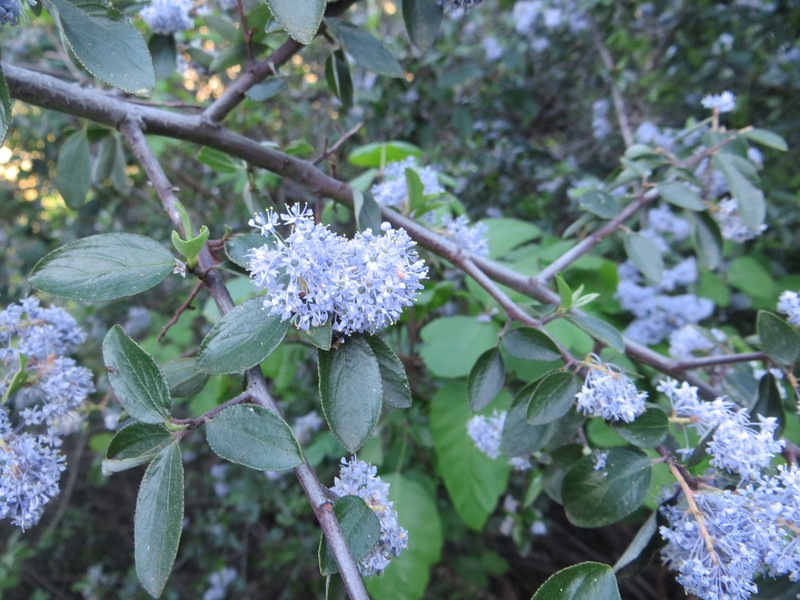 Hairy Ceanothus photo 6
