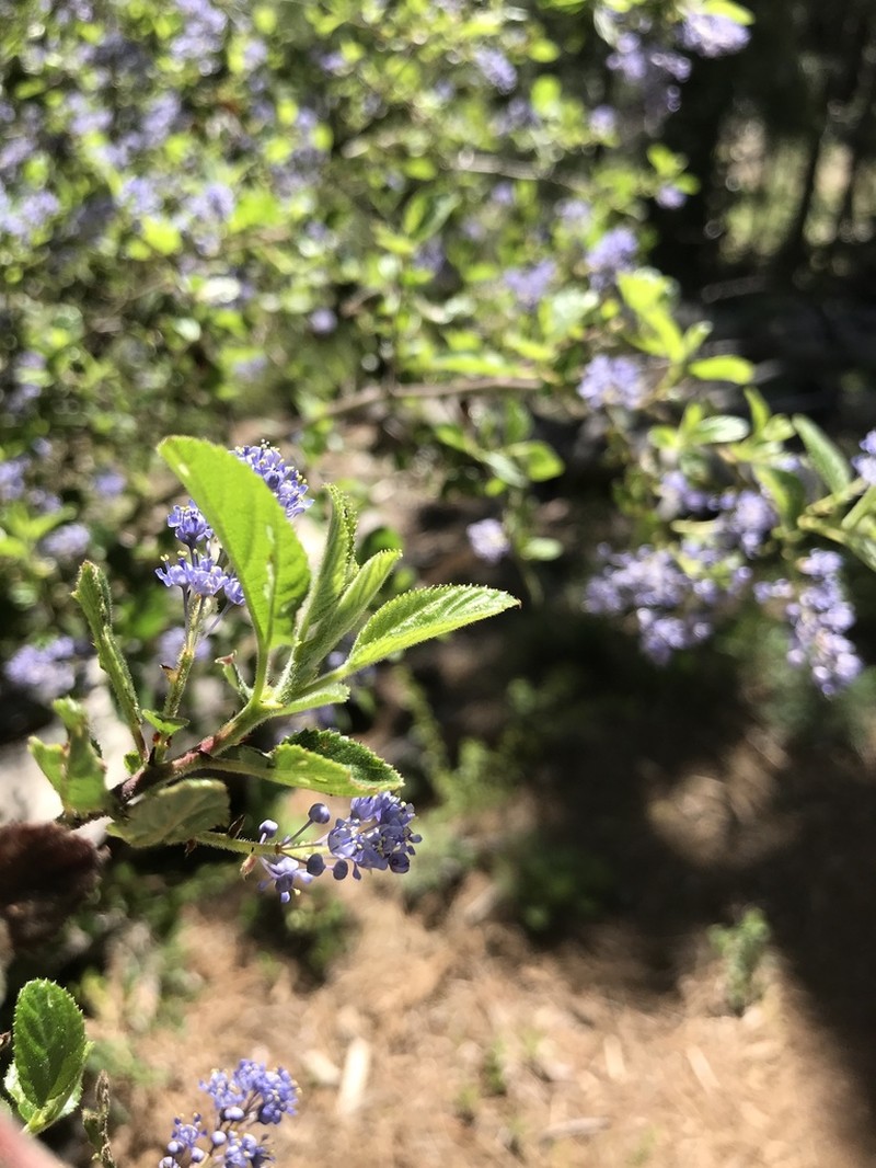 Hairy Ceanothus photo 7