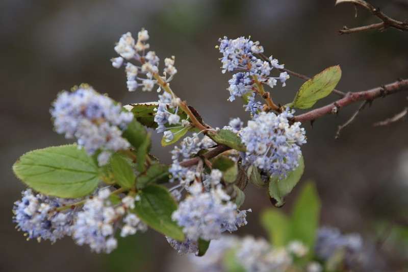 Hairy Ceanothus photo 8