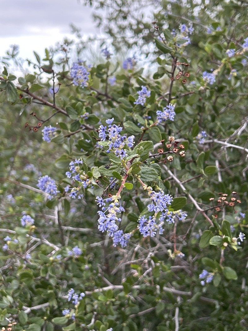 Ceanothus oliganthus var. oliganthus