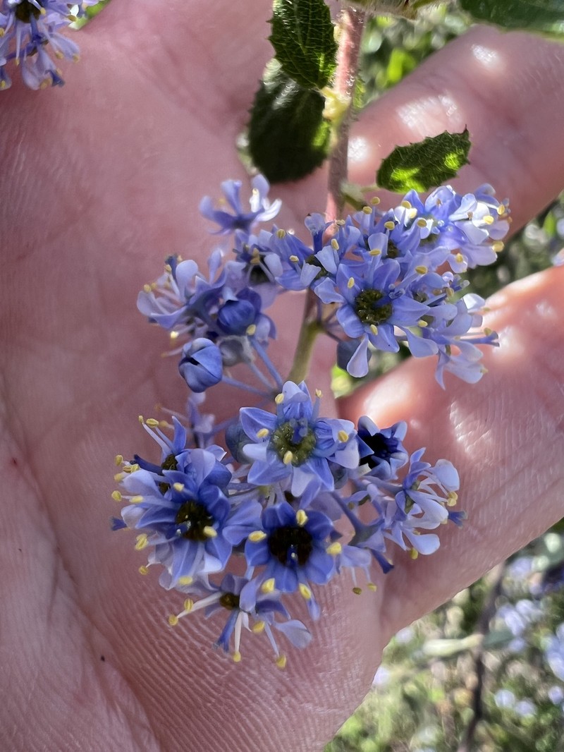 Ceanothus oliganthus var. oliganthus photo 2