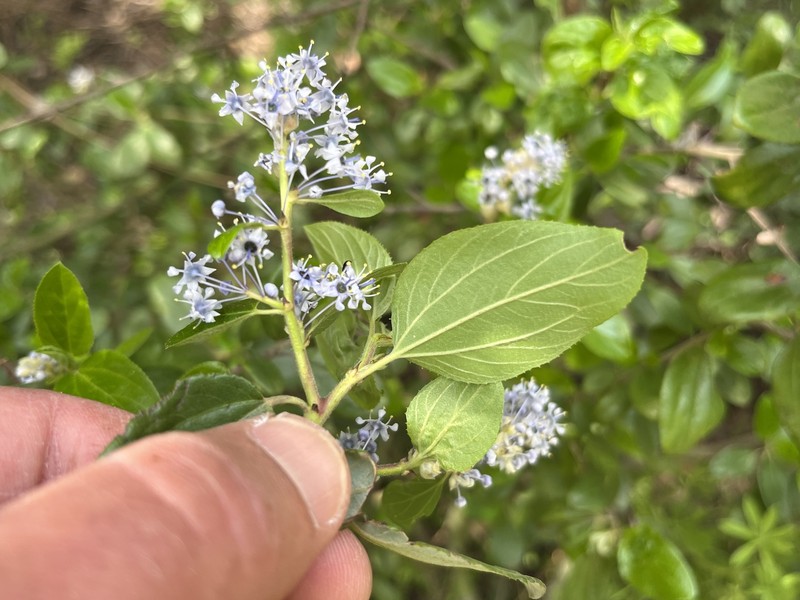Ceanothus oliganthus var. oliganthus photo 3