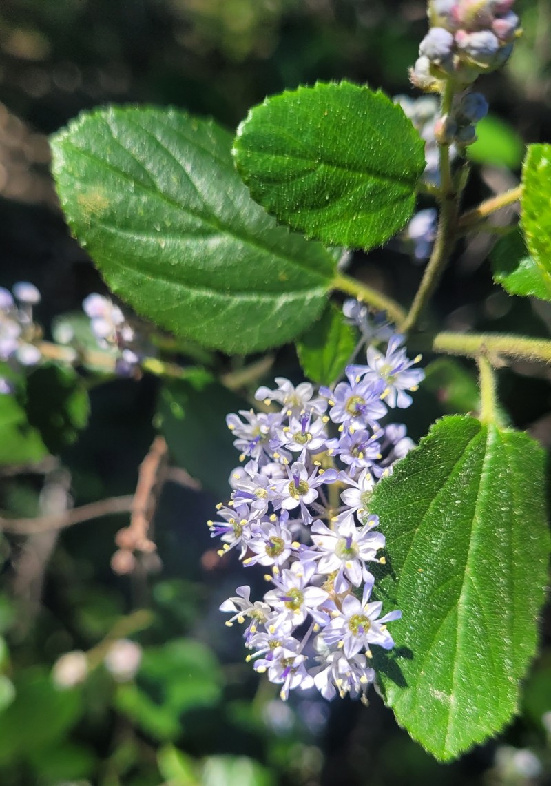 Ceanothus oliganthus var. oliganthus photo 4