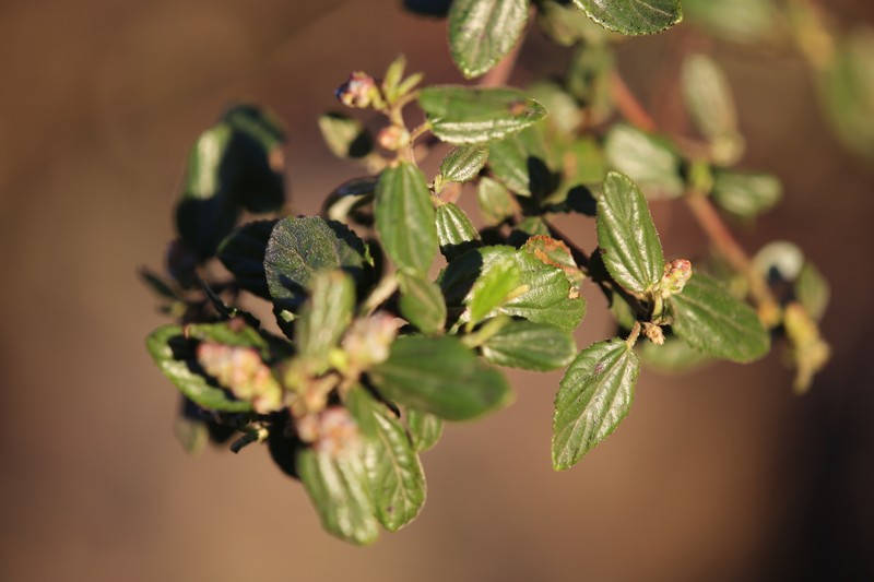 Ceanothus oliganthus var. oliganthus photo 5