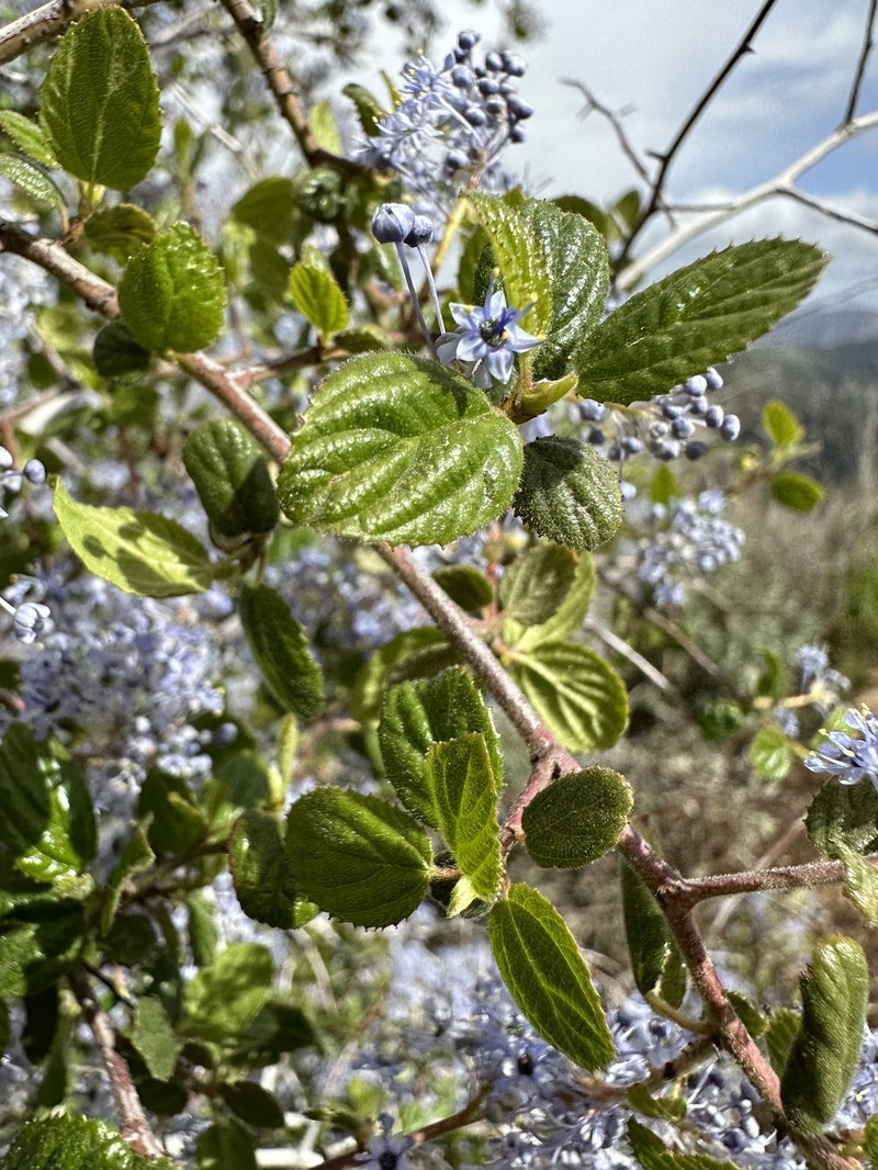 Ceanothus oliganthus var. oliganthus photo 6