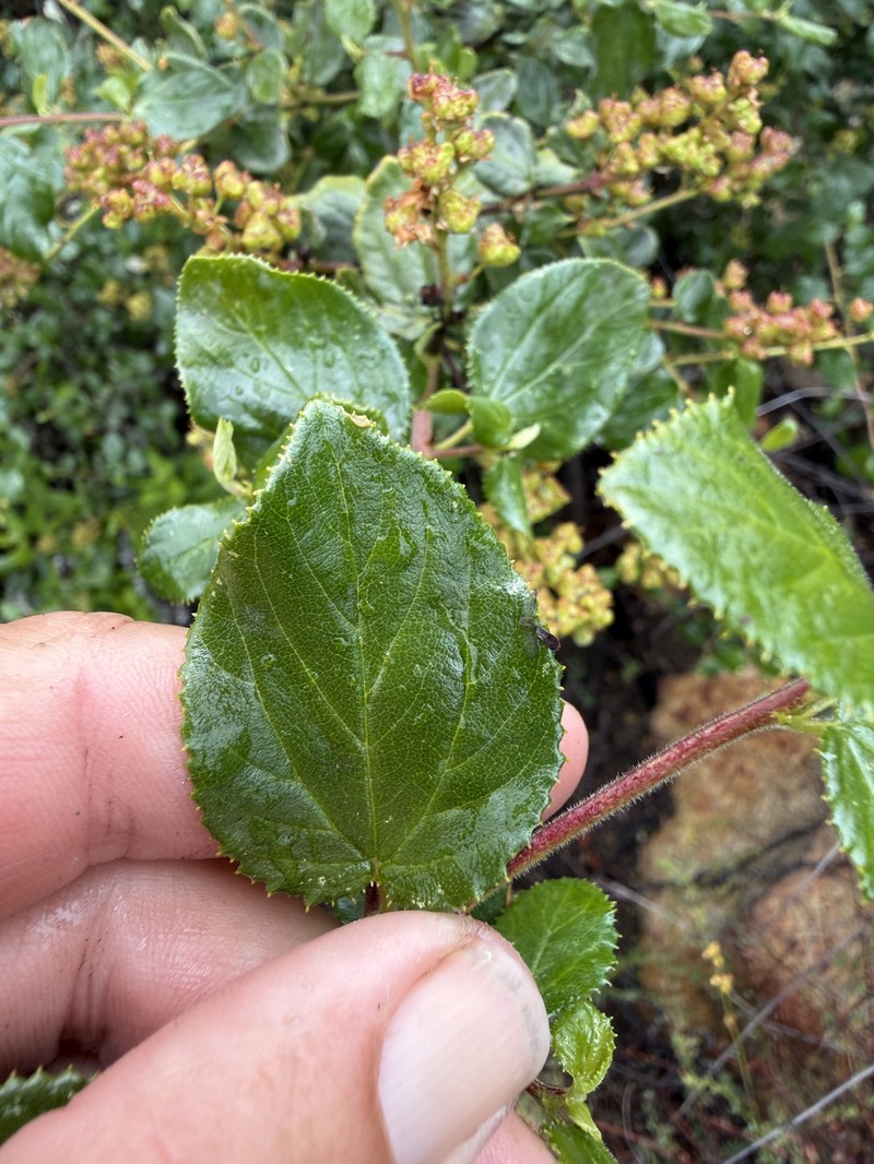 Ceanothus oliganthus var. orcutii