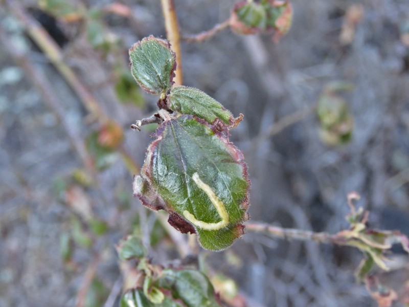 Ceanothus oliganthus var. orcutii photo 2