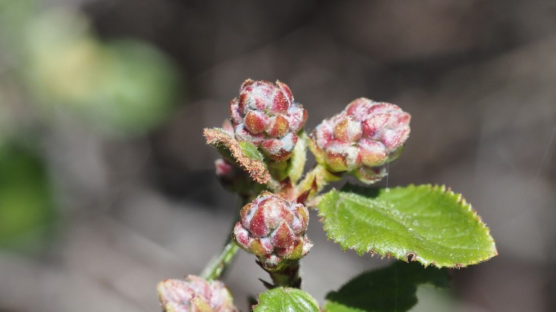 Ceanothus oliganthus var. orcutii photo 3