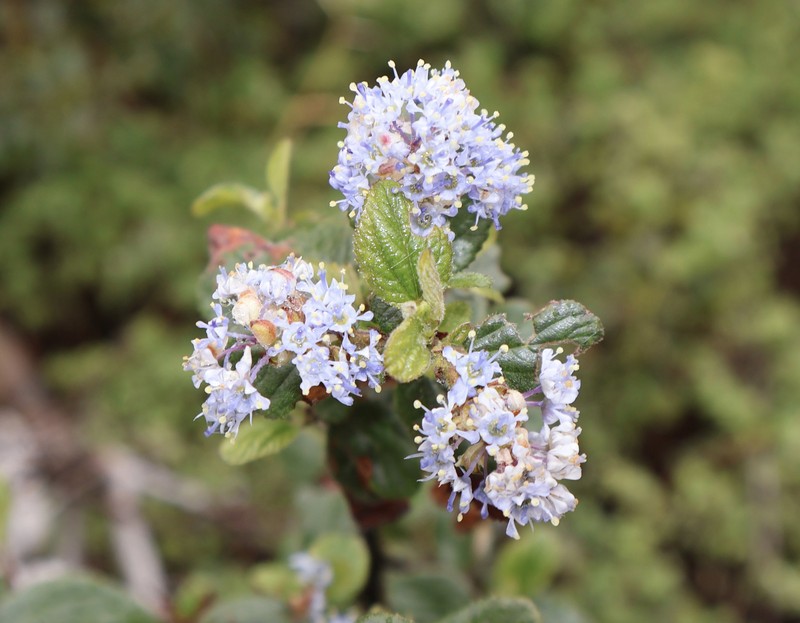 Ceanothus oliganthus var. orcutii photo 4