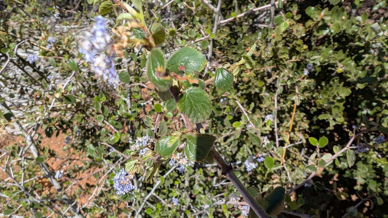 Ceanothus oliganthus var. orcutii photo 5