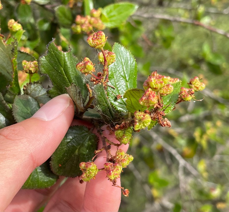 Ceanothus oliganthus var. orcutii photo 6