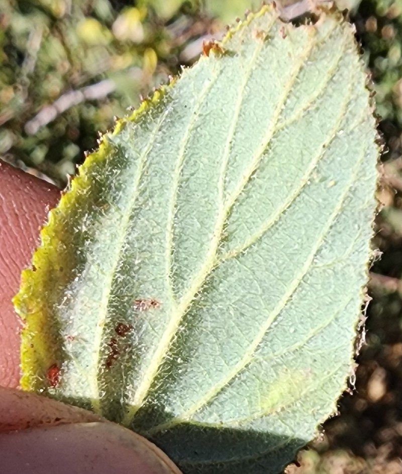 Ceanothus oliganthus var. orcutii photo 7