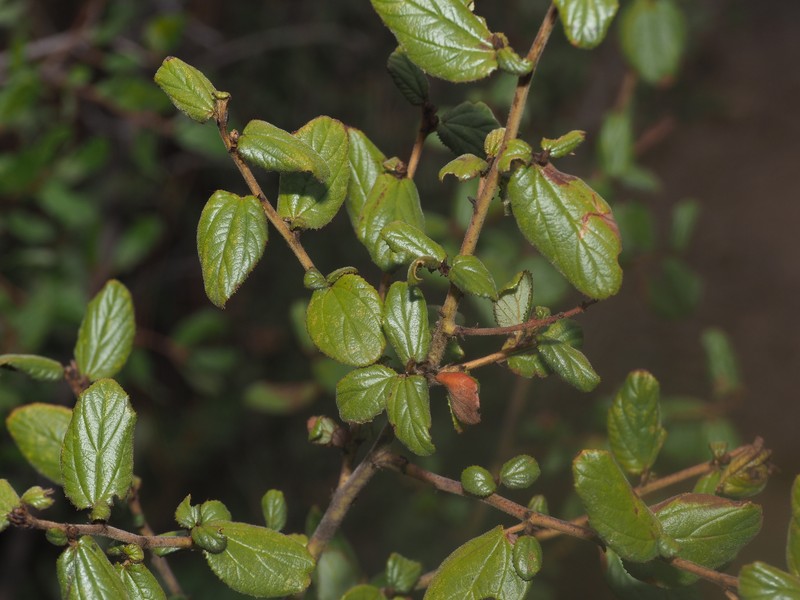 Ceanothus oliganthus var. orcutii photo 8