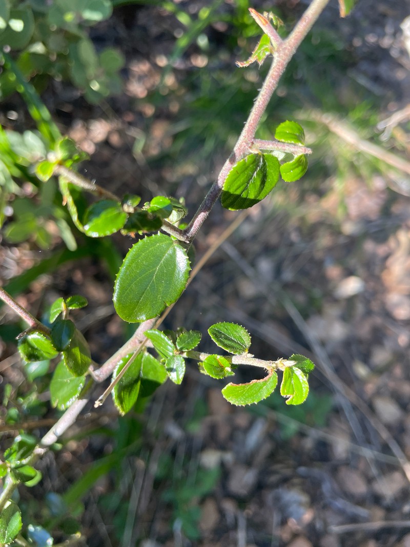 Jimbrush photo 6