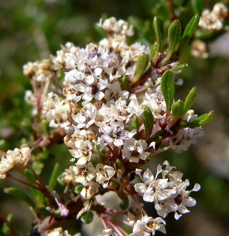 Vail Lake Ceanothus