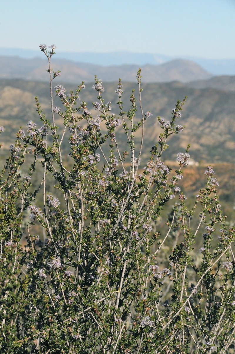 Vail Lake Ceanothus