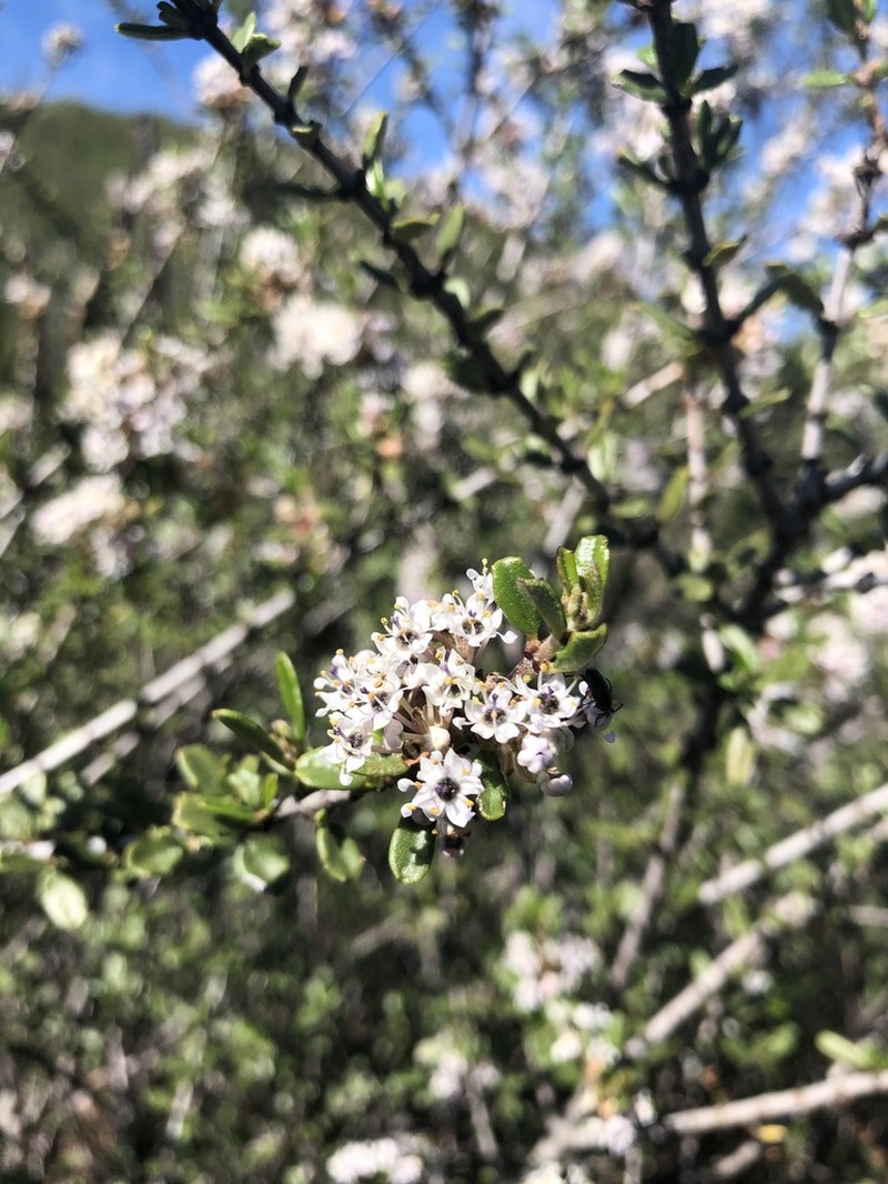 Vail Lake Ceanothus photo 2
