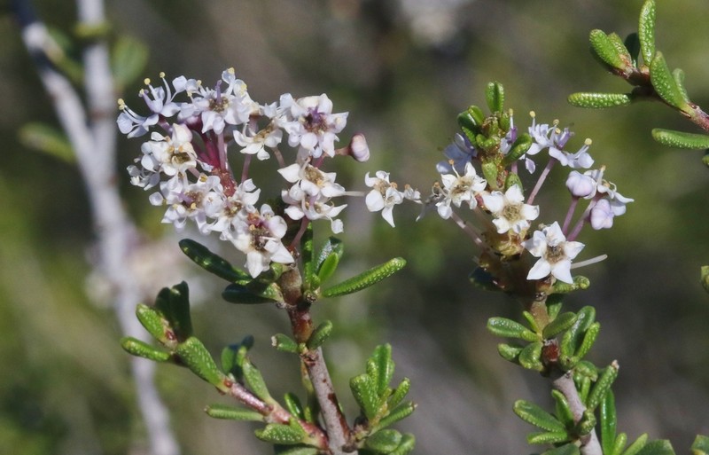 Vail Lake Ceanothus photo 3